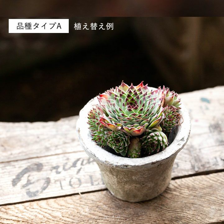 センペルビウム属・寒さに強い多肉植物のグループ
