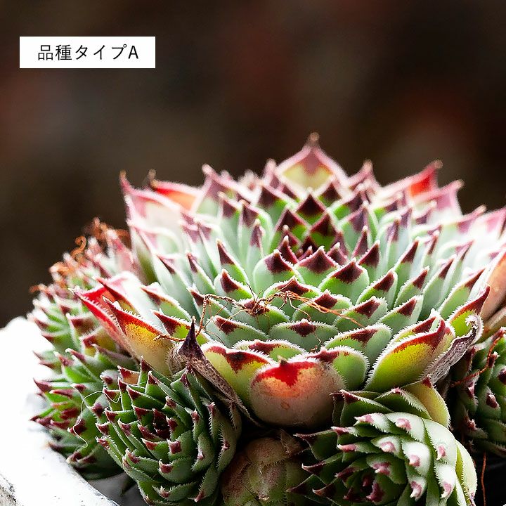 センペルビウム属・寒さに強い多肉植物のグループ