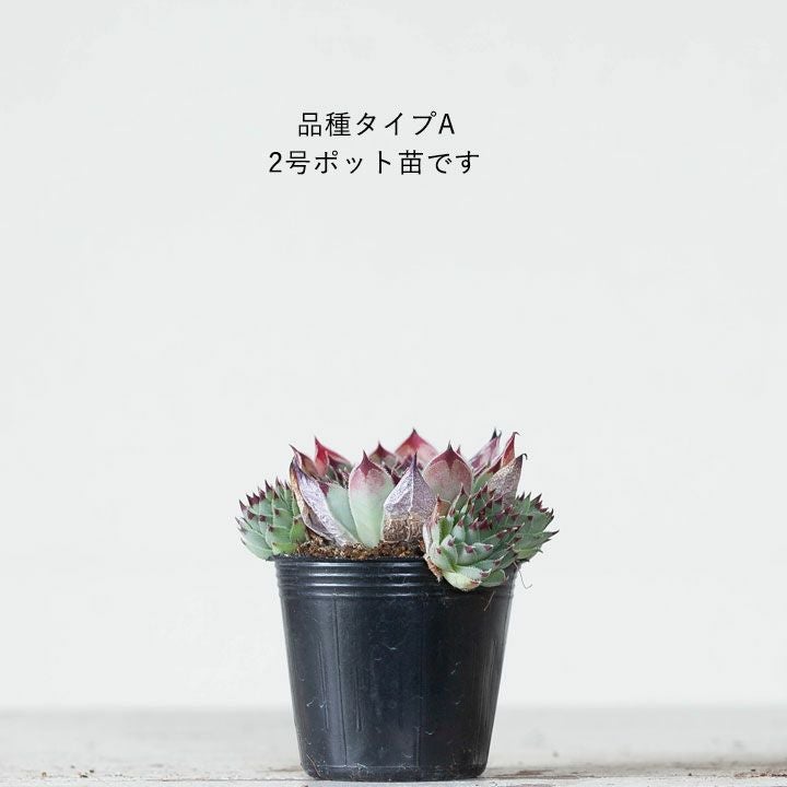 センペルビウム属・寒さに強い多肉植物のグループ