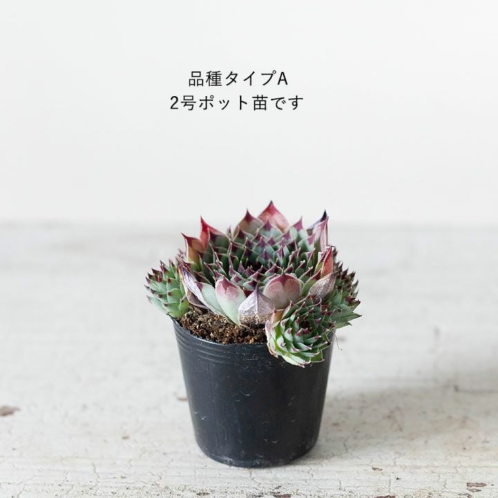 センペルビウム 3種 多肉植物 楽天市場】センペルビウム SPN-15 3号サイズ 苗 高山性多肉植物 : 母の