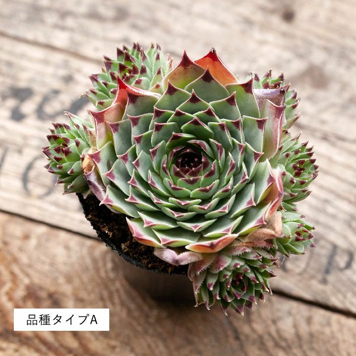センペルビウム属・寒さに強い多肉植物のグループ