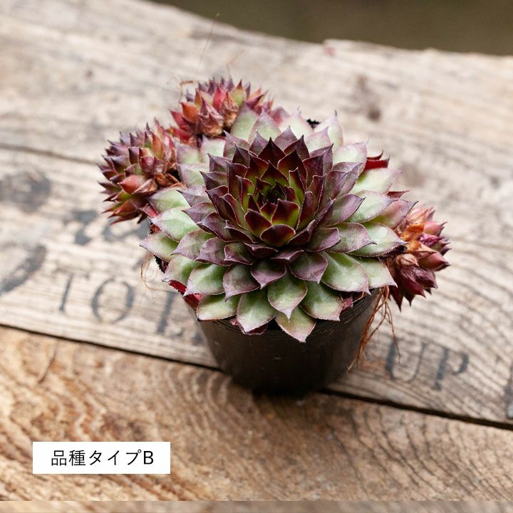 センペルビウム 3種 多肉植物 センペルビウム属・寒さに強い多肉植物のグループ