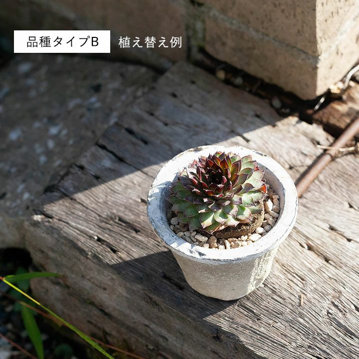 センペルビウム属・寒さに強い多肉植物のグループ