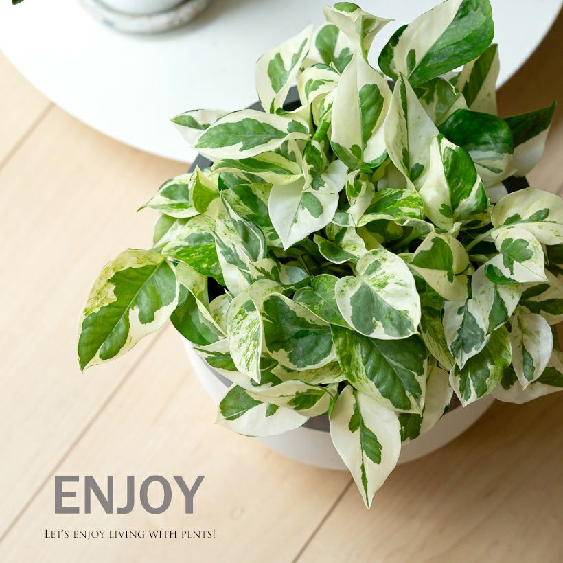 000000003803-01.jpg?size=l&w=