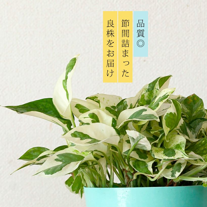 ポトス『ハンギング』吊り下げ鉢は、水やり楽なバスケットtype