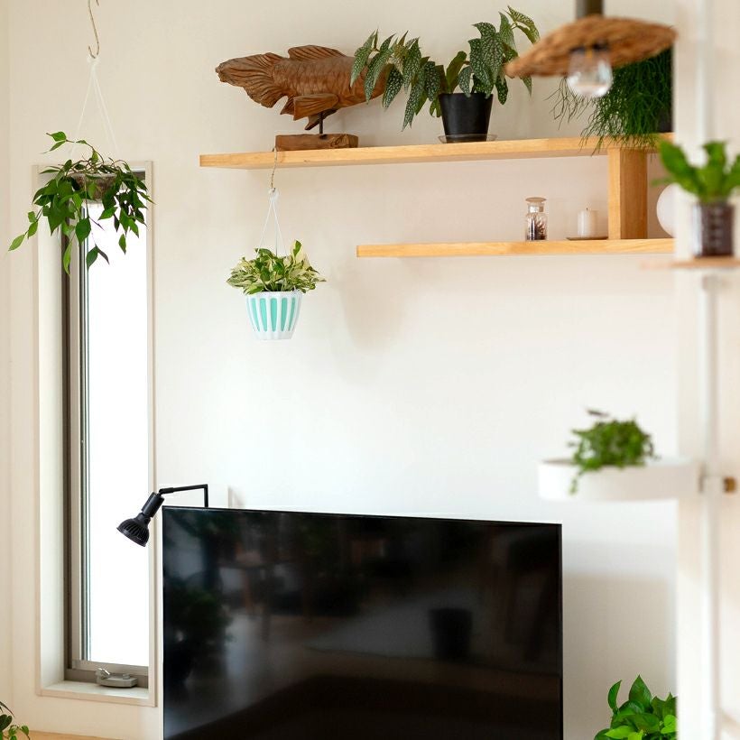 ポトス『ハンギング』吊り下げ鉢は、水やり楽なバスケットtype