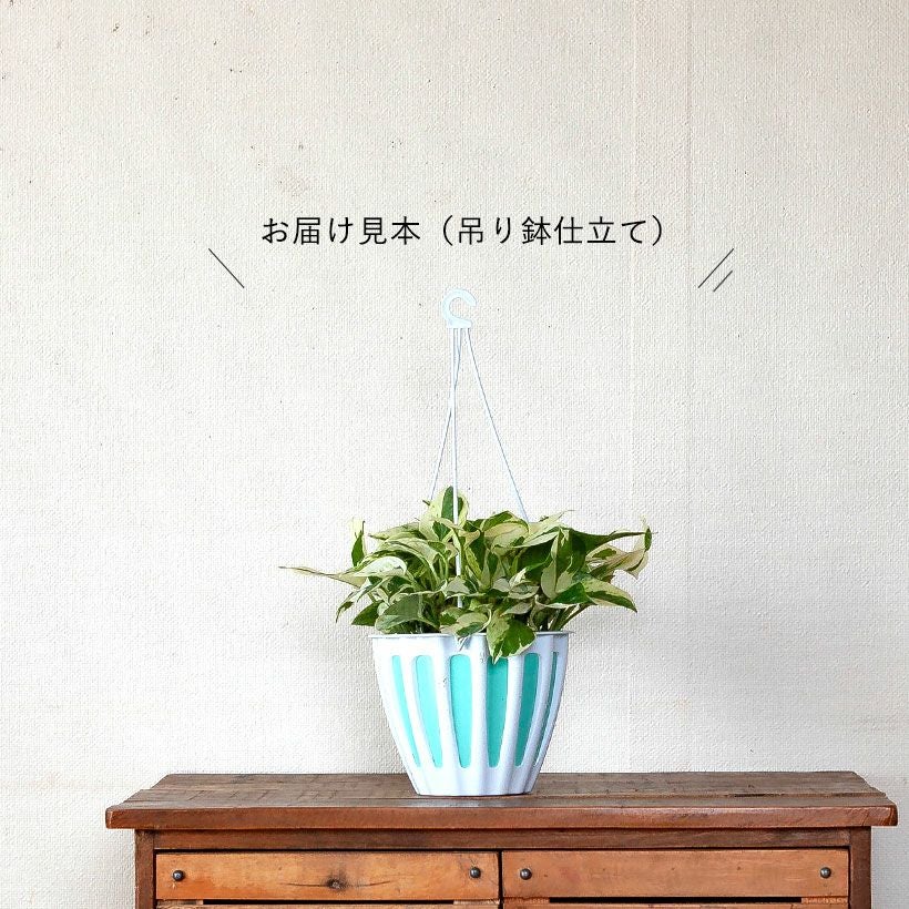 ポトス『ハンギング』吊り下げ鉢は、水やり楽なバスケットtype