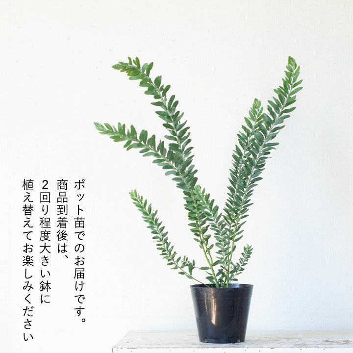 アカシア・ブルーブッシュ5号鉢｜育て方（剪定や植え替え）付き