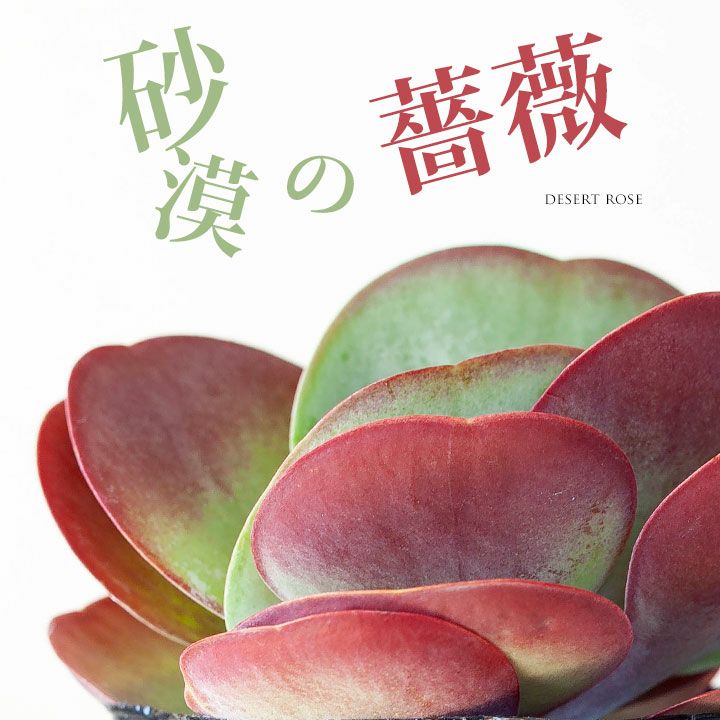 デザートローズ（唐印）育て方付き！カランコエ属多肉植物e-花屋