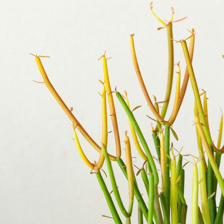 ミルクブッシュ・スティックスオンファイア｜色が変わる人気の多肉植物