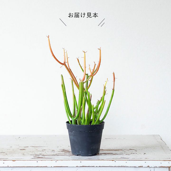 ミルクブッシュ・スティックスオンファイア｜色が変わる人気の多肉植物