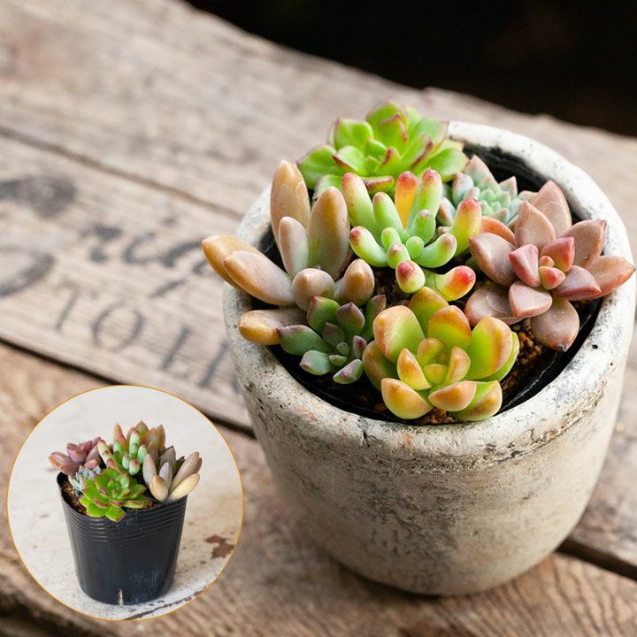 色がでてます！小さな多肉の寄せ植え。 | [公式]e-花屋さん