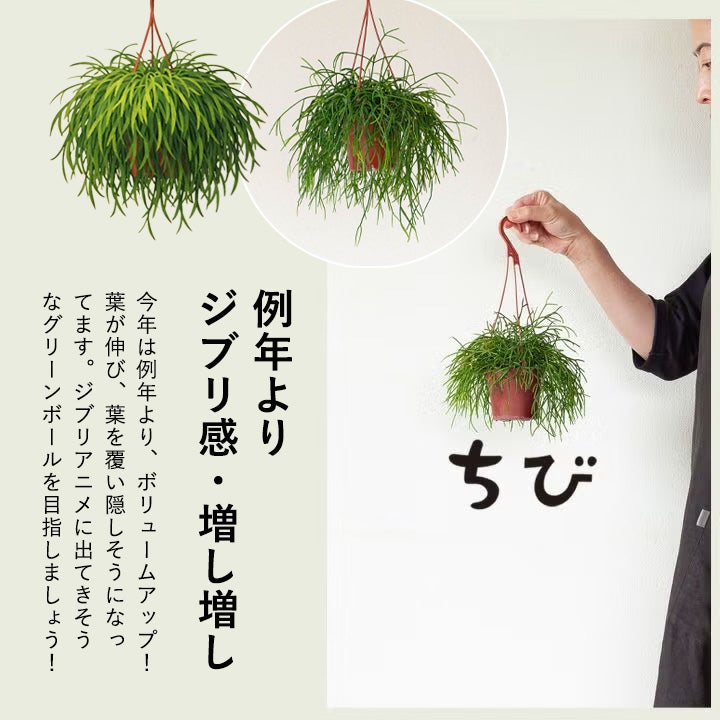 ハンギングしやすい！！リプサリス・カスッサ｜観葉植物は吊り下げがお洒落