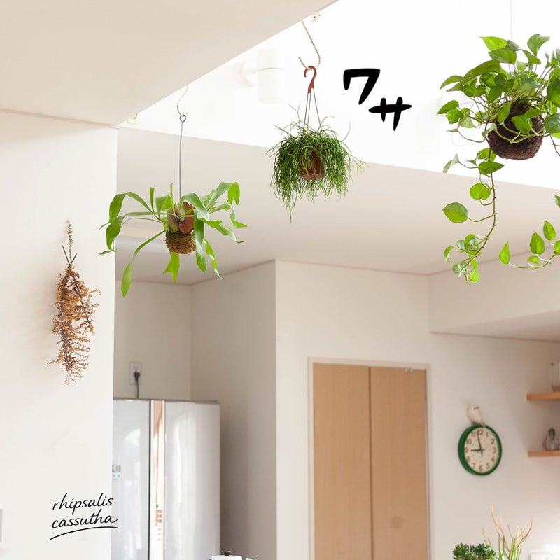 リプサリス・カスッサの重量について