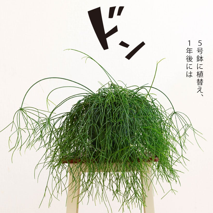 ハンギングしやすい！！リプサリス・カスッサ｜観葉植物は吊り下げがお洒落