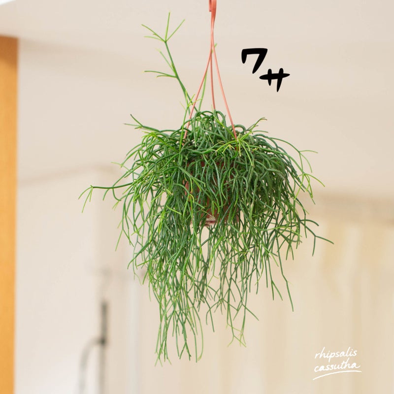 リプサリス・カスッサ