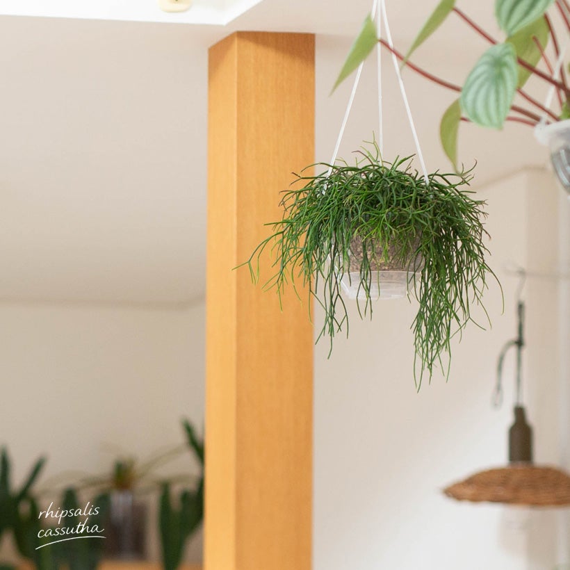 リプサリス 観葉植物プラント 高さ45cm 観葉植物】 リプサリス 『カスッサ』 吊り鉢 葦サボテン | すべての
