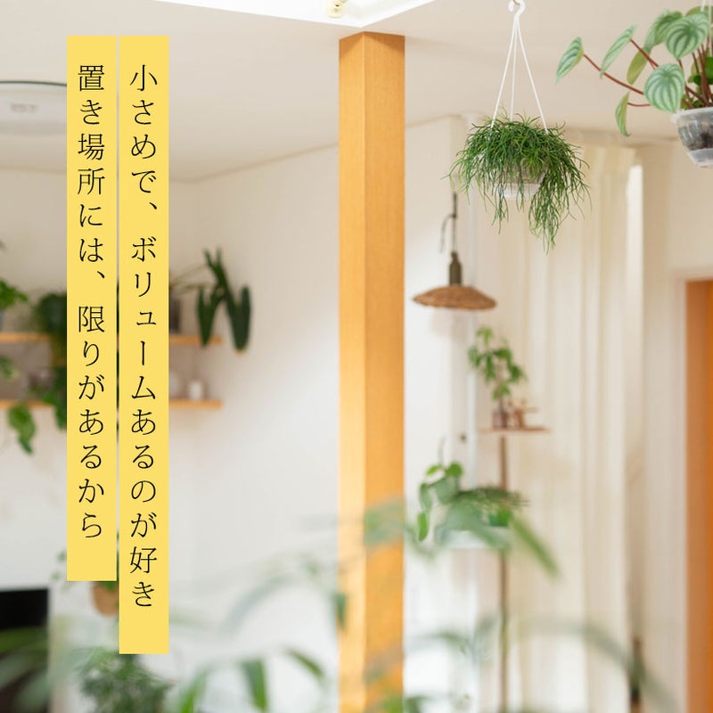 リプサリスの飾り方の一例