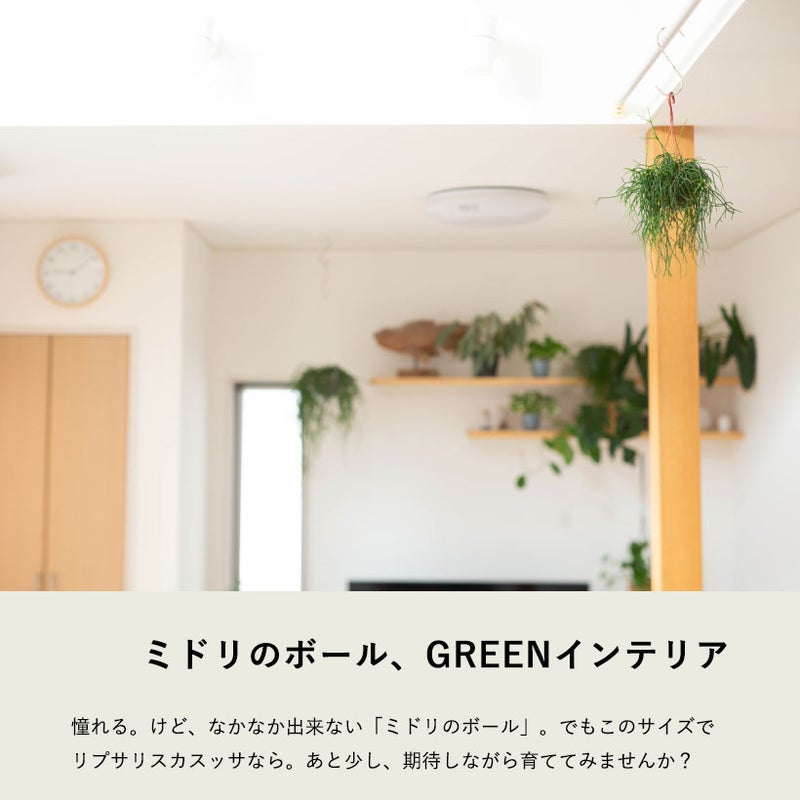 リプサリス・カスッサの葉