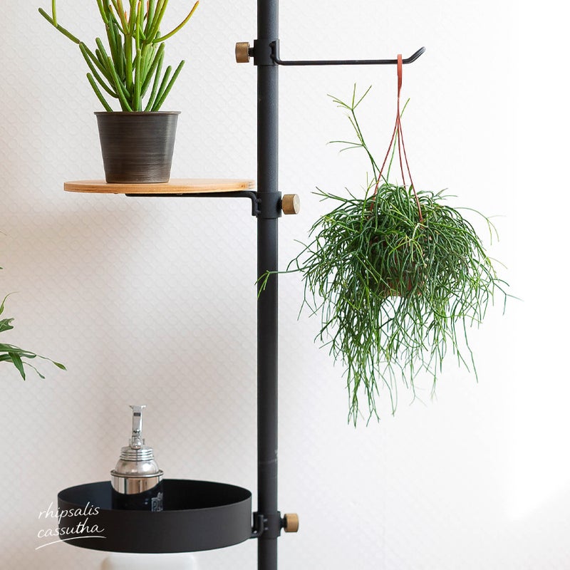 リプサリス・カスッサの重量について