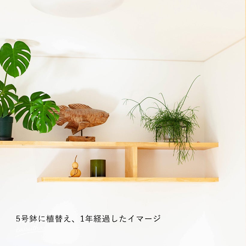 ハンギングしやすい！！リプサリス・カスッサ｜観葉植物は吊り下げがお洒落