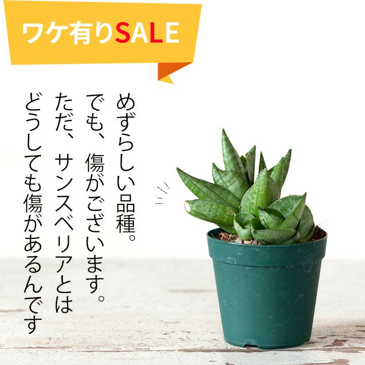 訳有りSALE】サンスベリア・ボンセレンシス