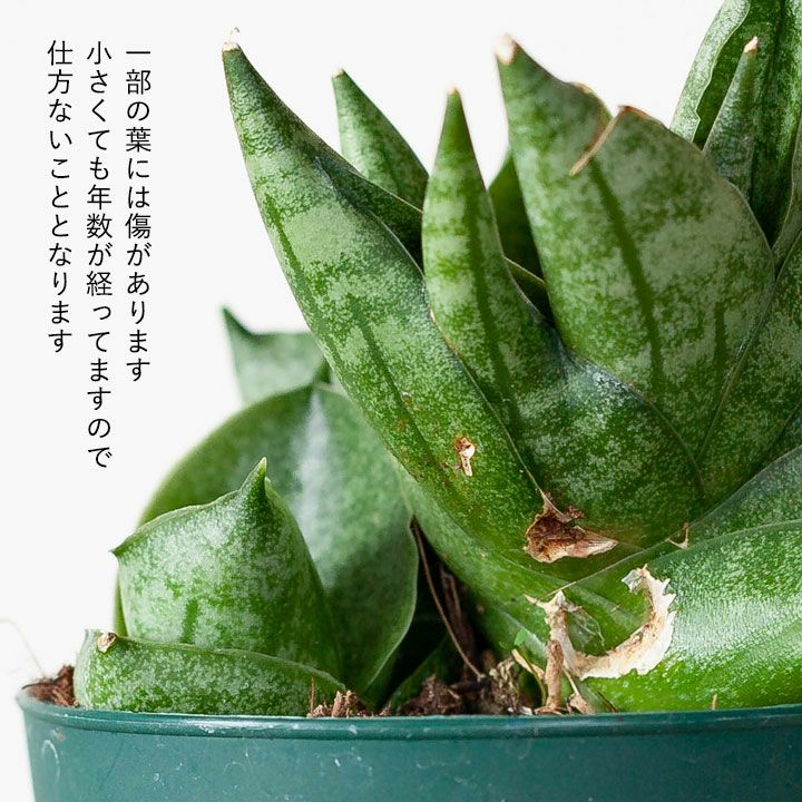 訳有りSALE】サンスベリア・ボンセレンシス