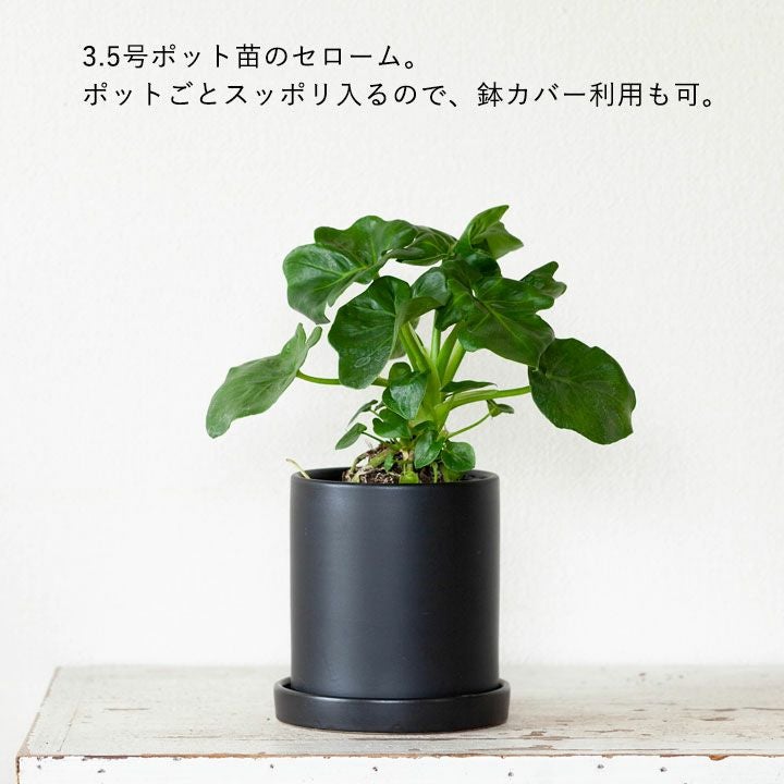 観葉植物の植え替えに！3～4号サイズに適応。シンプルモダン陶器鉢