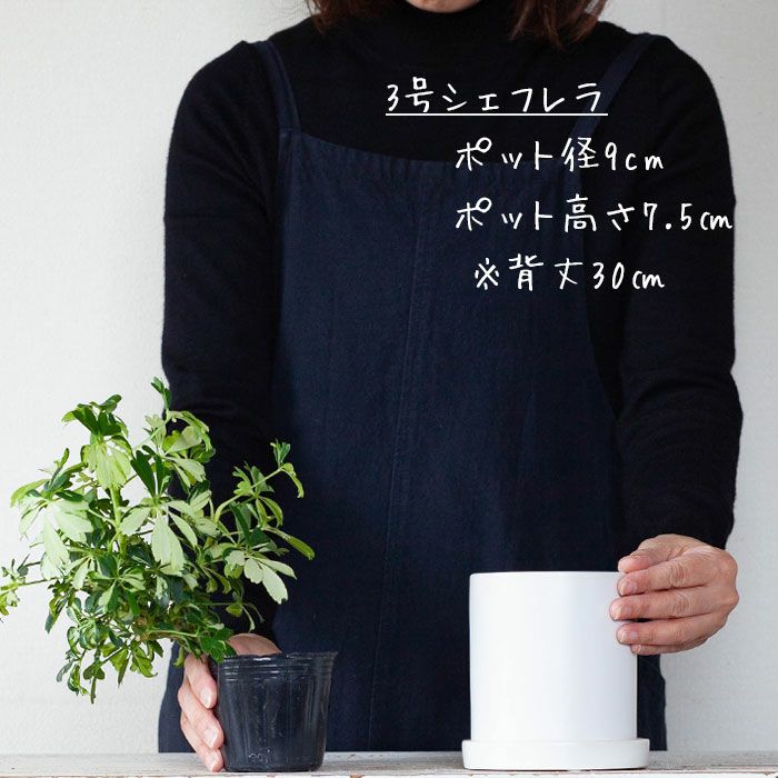 植物鉢 まー☆いーたん wt15 Backside works. 新品 2026年最新】backsideworks 鉢の人気アイテム - メルカリ