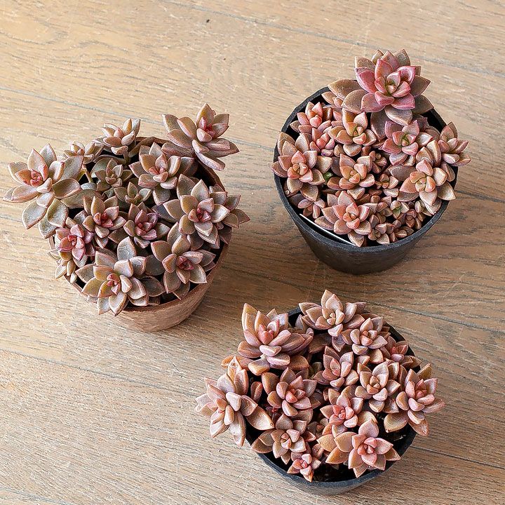 ブロンズ姫（グラブトベタルム）ばらまき仕立て｜ピンクの可愛い多肉植物