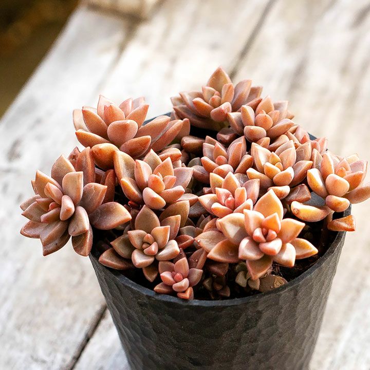 ブロンズ姫（グラブトベタルム）ばらまき仕立て｜ピンクの可愛い多肉植物
