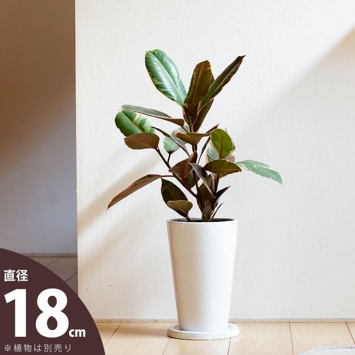 縦に長い、白の陶器鉢｜5～6号の観葉植物の植え替えに[公式] e-花屋さん