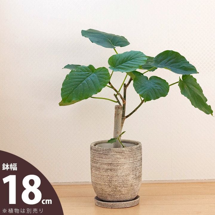 縦に長い、18cmの陶器鉢｜5～6号の観葉植物の植え替えに[公式] e-花屋さん