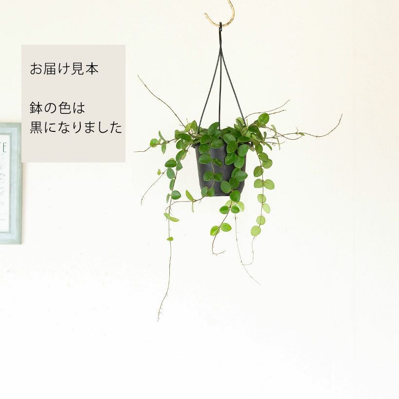 花が咲きやすい超人気品種ホヤ・マチルダ | [公式]e-花屋さん