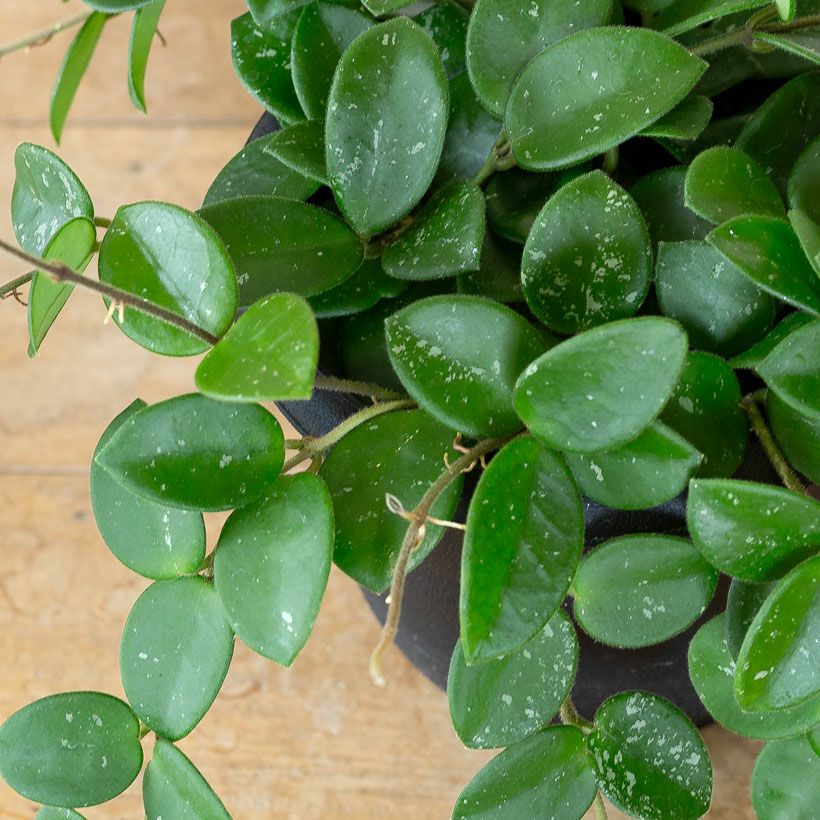 花が咲きやすい超人気品種ホヤ・マチルダ | [公式]e-花屋さん