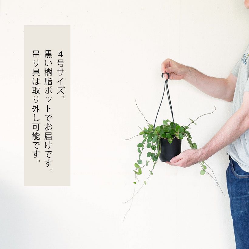 マチルダ ホヤ 班入り ホヤ「マチルダ」 根付 その他観葉植物
