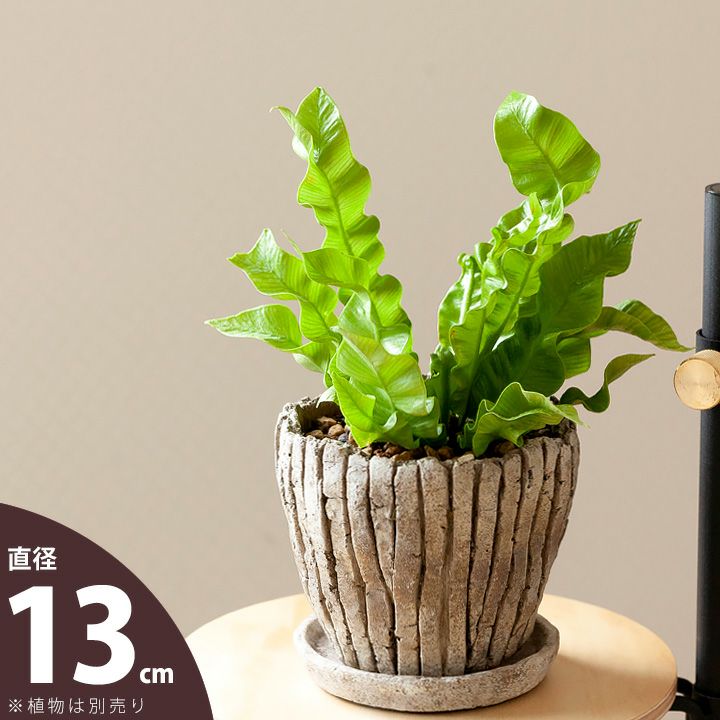 化粧鉢｜陶器よりデザイン豊富なセメント製。鉢植えがおしゃれに