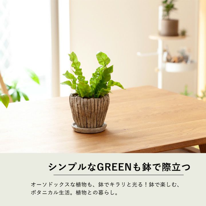 化粧鉢 化粧鉢｜陶器よりデザイン豊富なセメント製。鉢植えがおしゃれに