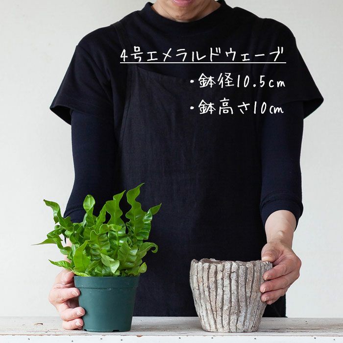 化粧鉢｜陶器よりデザイン豊富なセメント製。鉢植えがおしゃれに