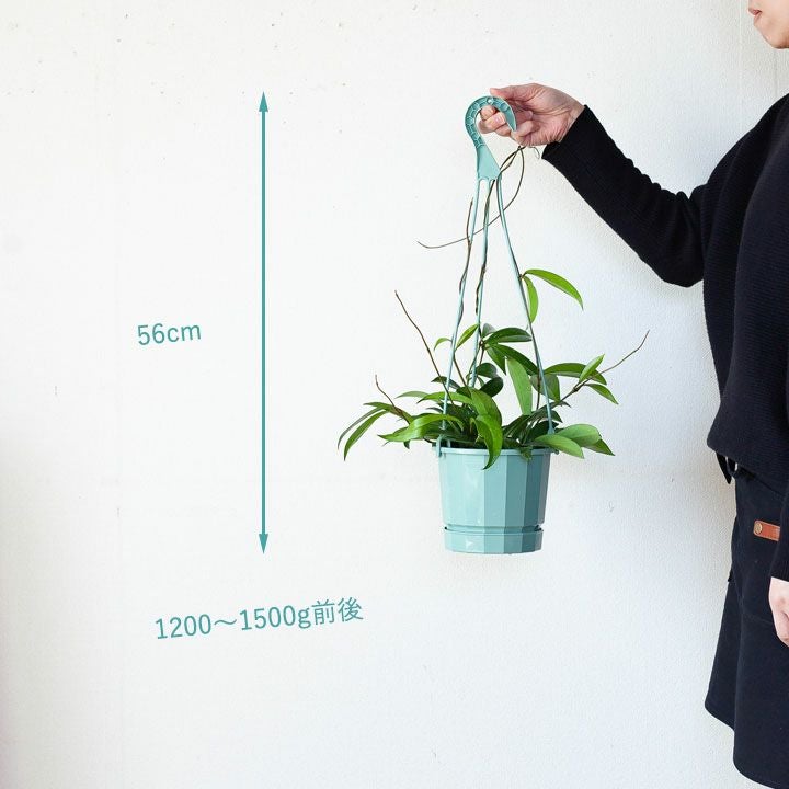 ホヤ・カルノーサ”グリーン” 育て方付き！おしゃれ観葉植物e-花屋さん