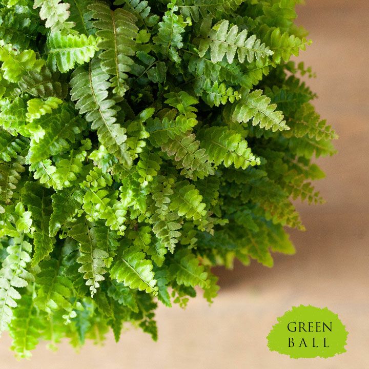 ボストンファーン｜目指せ！グリーンボール（タマシダ属の観葉植物）