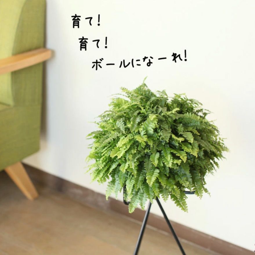 ボストンファーン｜目指せ！グリーンボール（タマシダ属の観葉植物）