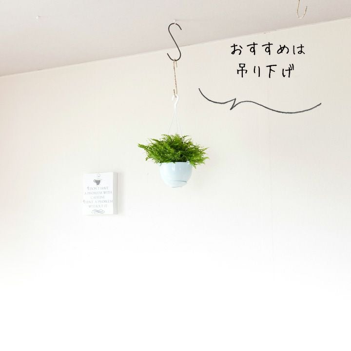 ボストンファーン｜目指せ！グリーンボール（タマシダ属の観葉植物）