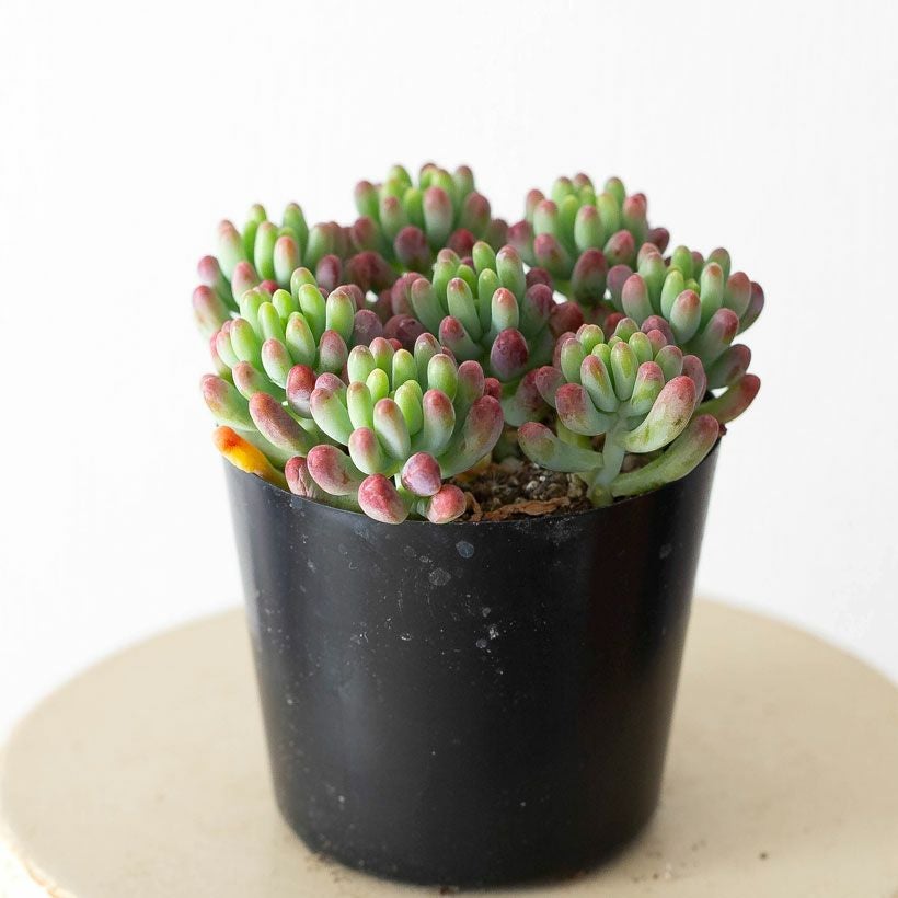 セダム・乙女心（おとめごころ）葉先が赤く色づく多肉植物e-花屋さん