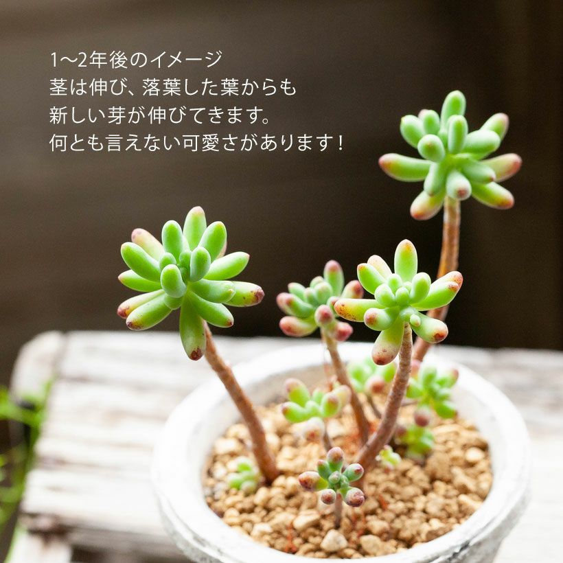 セダム・乙女心（おとめごころ）葉先が赤く色づく多肉植物e-花屋さん