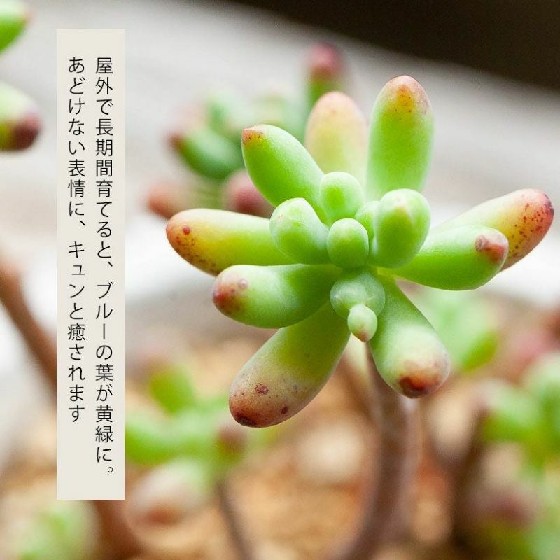 セダム・乙女心（おとめごころ）葉先が赤く色づく多肉植物e-花屋さん