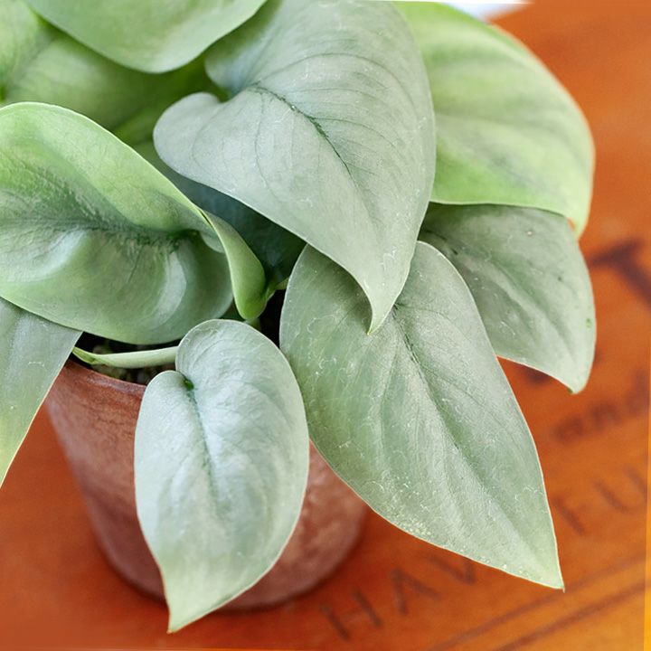 000000004444-01.jpg?size=m&w=