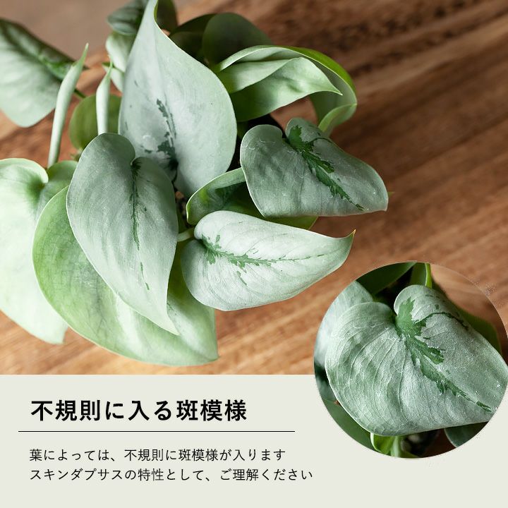 000000004444-08.jpg?size=l&w=