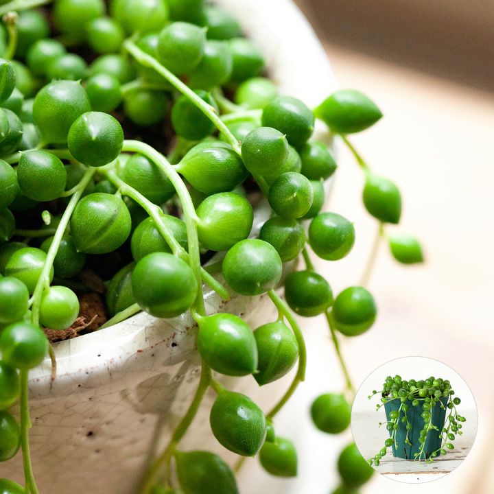 グリーンネックレス（多肉植物）育て方付き！[公式] e-花屋さん