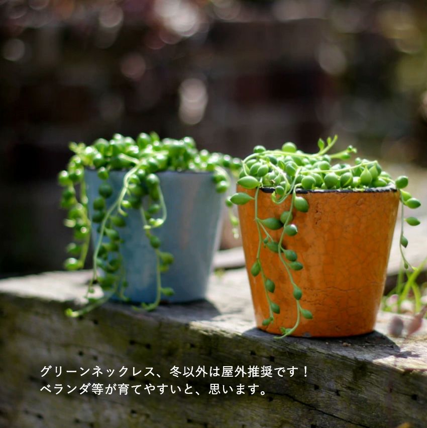 グリーンネックレス（多肉植物）育て方付き！[公式] e-花屋さん